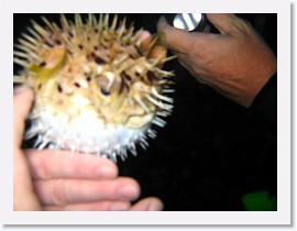 IMG_0214 * Porcupine Fish (Puffer fish), inflated * 3072 x 2304 * (1.27MB)