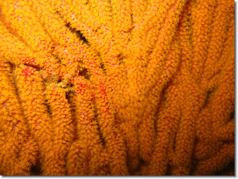 Click for the original image