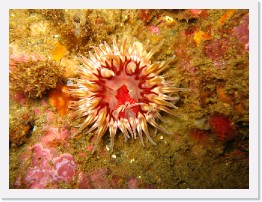 IMG_0618 * Sand Rose Anenome * 2048 x 1536 * (1.22MB)