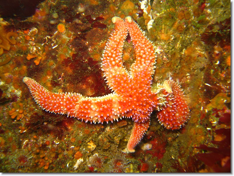 Click for the original image