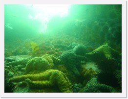 IMG_0687 * Ochre Stars * 3264 x 2448 * (1.79MB)