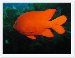 IMG_0516 * Garibaldi * 3264 x 2448 * (3.13MB)