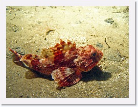 IMG_5204-crop * California Scorpionfish * 2520 x 1890 * (1013KB)