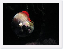 IMG_5725-crop * 2376 x 1782 * (370KB)