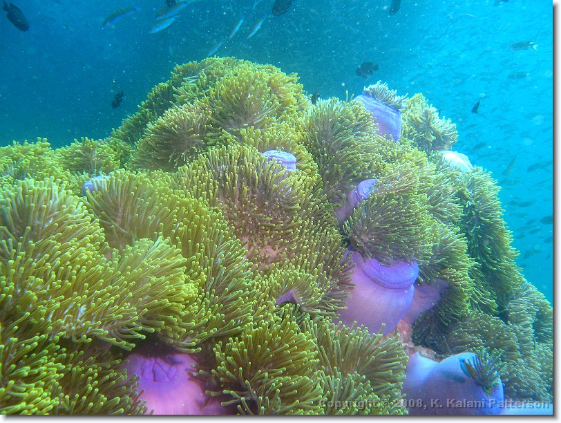 magnifica anemone ( شقایق ماگنیفیکا )