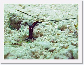 IMG_7370-crop * Roboastra gracilis * 1265 x 949 * (389KB)