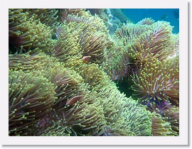 IMG_8052-crop * Skunk Anemonefish (Amphiprion akallopisos), Magnificent Sea Anemone (Heteractis magnifica) * 2956 x 2217 * (1.74MB)