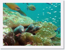 IMG_8113-crop * White-Eyed Moray (Siderea thysoidea) * 2718 x 2039 * (1.09MB)