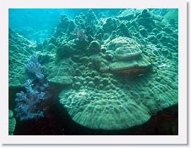 IMG_8150-crop * 3264 x 2448 * (2.26MB)