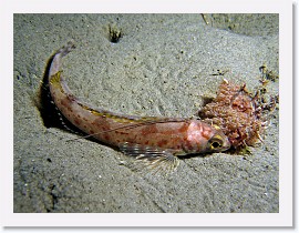 IMG_3552-crop * 2624 x 1968 * (1.24MB)