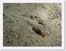 IMG_3553-crop * 2346 x 1760 * (844KB)