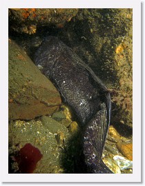 IMG_3742-crop * 1836 x 2448 * (908KB)