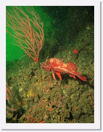 IMG_3916-crop * 2223 x 2964 * (1.51MB)