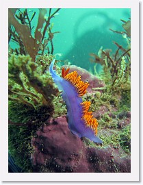 IMG_4216-crop * 1802 x 2403 * (895KB)