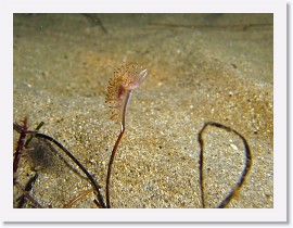 IMG_5328-crop * 2292 x 1719 * (897KB)