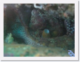 Octos&Nudis-MVI_5778 * VIDEO * 1 x 1 * (22.11MB)