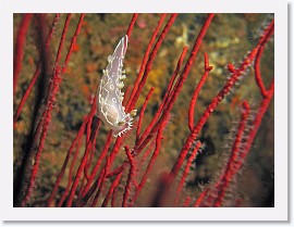 IMG_5463-crop * 2715 x 2036 * (1.26MB)