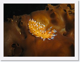 IMG_5530-crop * 2736 x 2052 * (812KB)