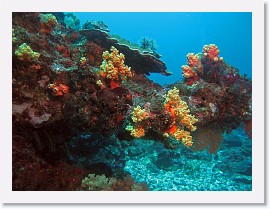 IMG_7302-crop * Soft corals * 2943 x 2207 * (2.14MB)