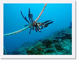 IMG_7439-crop * 3136 x 2352 * (1.49MB)