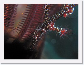 IMG_7927-crop * 2811 x 2108 * (1.55MB)