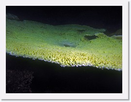 IMG_8086-crop * 3264 x 2448 * (1.91MB)